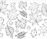 Coloriage Collection de feuilles sur le th&egrave;me de l'automne