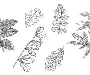 Coloriage collection de six feuilles d&rsquo;automne