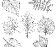 Coloriage Des feuilles d'automne en couleurs jaune