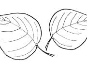 Coloriage Deux feuilles d&rsquo;automne identiques