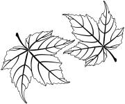 Coloriage Deux feuilles d'&eacute;rable magnifiques