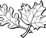 Coloriage Deux jolis feuilles en noir