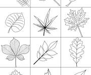 Coloriage Diff&eacute;rentes feuilles d'arbre pour le th&egrave;me de l'automne