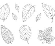 Coloriage Diff&eacute;rentes jolis feuilles d'automne