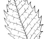 Coloriage Feuille arbre h&ecirc;tre ce1