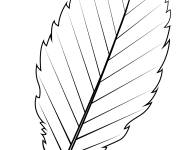 Coloriage Feuille aulne