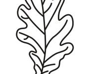 Coloriage Feuille ch&ecirc;ne simple cm1