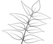 Coloriage Feuille d'arbre du ciel