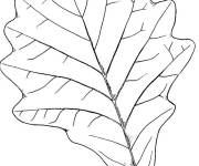 Coloriage Feuille d&rsquo;automne au crayon