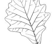 Coloriage Feuille d&rsquo;automne en couleurs
