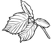 Coloriage Feuille d&rsquo;automne en ligne