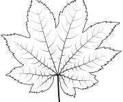 Coloriage Feuille d'&eacute;rable des vignes pour la saison d'automne