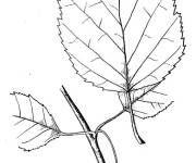 Coloriage et dessins gratuit Feuille de bouleau &agrave; papier à imprimer