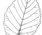 Coloriage Feuille de bouleau jaune