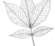 Coloriage Feuille de carya blanc