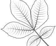 Coloriage Feuille de caryer