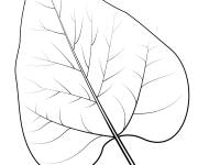Coloriage Feuille de catalpa en automne
