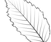 Coloriage Feuille de charme