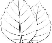 Coloriage Feuille de ch&ecirc;ne d'automne