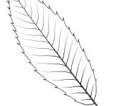 Coloriage Feuille de ch&ecirc;ne en dents de scie d'automne