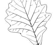 Coloriage Feuille de ch&ecirc;ne facile