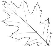 Coloriage Feuille de ch&ecirc;ne rouge du nord d'automne