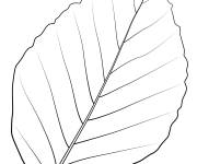 Coloriage Feuille de h&ecirc;tre