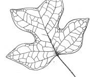 Coloriage Feuille de peuplier