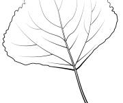 Coloriage Feuille de peuplier de Lombardie