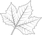 Coloriage Feuille de platane
