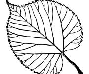 Coloriage Feuille de tilleul d'Am&eacute;rique