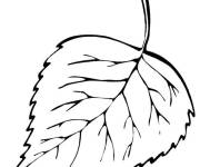 Coloriage Feuille de tremble