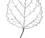 Coloriage Feuille de tremble mod&egrave;le sur le theme de l'automne