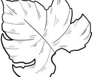 Coloriage Feuille de vigne