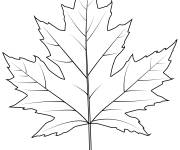 Coloriage Feuille &eacute;rable