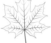 Coloriage Feuille erable de Scandinavie