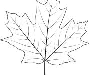 Coloriage Feuille &eacute;rable en sucre