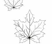 Coloriage Feuille &eacute;rable fantastique