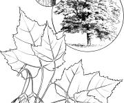 Coloriage Feuille et arbre &eacute;rable rouge