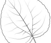 Coloriage Feuille katsura