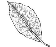 Coloriage Feuille tomb&eacute;e longue