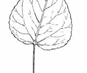 Coloriage et dessins gratuit Feuille Tremble de l'automne co à imprimer