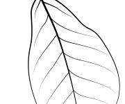 Coloriage Feuille tupelo