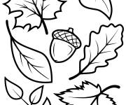 Coloriage Feuilles automne &eacute;rable h&ecirc;tre et ch&ecirc;ne