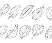 Coloriage Feuilles d&rsquo;affil&eacute;e