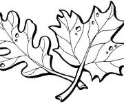 Coloriage Feuilles d&rsquo;&eacute;rable et de ch&ecirc;ne trou&eacute;es