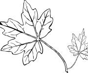 Coloriage Feuilles d'&eacute;rable pour la saison des vents