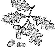 Coloriage Feuilles de gland en noir