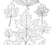 Coloriage Feuilles de l'automne gratuit &agrave; colorier