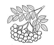 Coloriage Feuilles de rowan 